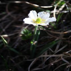 Eisenhutblattriger-Hahnenfuss-Ranunculus-aconitifolius