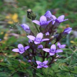 Feld-Enzian-Gentiana-campestris