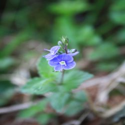 Felsen-Ehrenpreis-Veronica-fruticans-Jacq