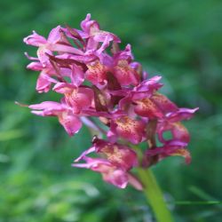 Fleischrotes-Knabenkraut-Dactylorhiza-incarnata