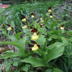 Frauenschuh-Cypripedium-calceolus