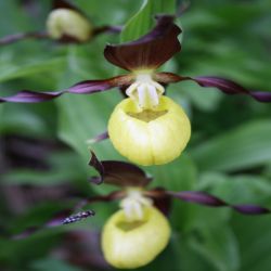 Frauenschuh-Cypripedium-calceolus2