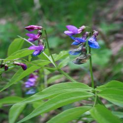 Fruhlings-Platterbse-Lathyrus-vernus