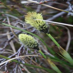 Fruhlings-Segge-Carex-caryophyllea-Latourr