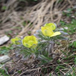 Fruhlings-kuhschelle-Pulsatilla-vernalis