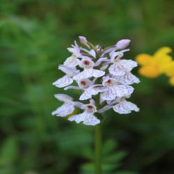 Fuchs-Knabenkraut-Dactylorhiza-fuchsii