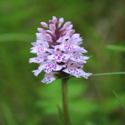 Fuchs-Knabenkraut-Dactylorhiza-fuchsii2