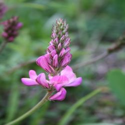 Futter-Esparsette-Onobrychis-viciaefolia