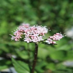 Gebrauchlicher-Baldrian-Valeriana-officinalis