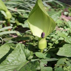 Gefleckte-Aronstab-Arum-maculatum