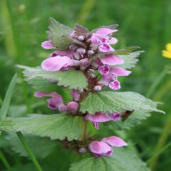 Gefleckte-Taubnessel-Lamium-maculatum