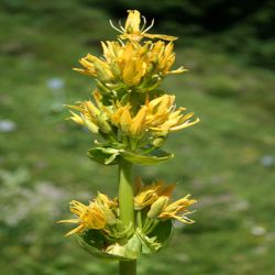 Gelber-Enzian-Gentiana-Lutea