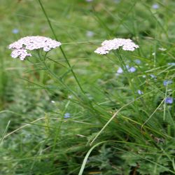 Gemeine-Schaafgarbe-Achillea-Millefolum