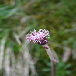 Gemeiner-Alpenlattich-Homogyne-alpina