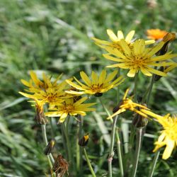 Gemeines-Habichtskraut-Hieracium-lachenalii