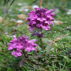 Geschnabeltes-Lausekraut-Pedicularis-rostrato-capitata-Crantz