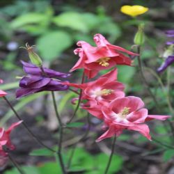 Gewohnliche-Akelei-Aquilegia-vulgaris