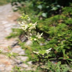 Gewohnliche-Katzenminze-Nepeta-cataria