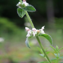 Gewohnliche-Katzenminze-Nepeta-cataria2