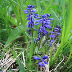 Gewohnliche-Kreuzblume-Polygala-Vulgaris