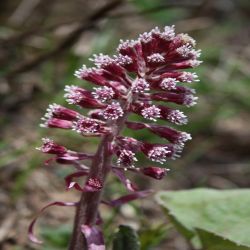 Gewohnliche-Pestwurz-Petasites-hybridus