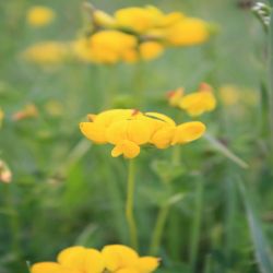 Gewohnlicher-Hornklee-Lotus-corniculatus