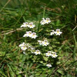 Gewonlicher-Augentrost-Euphrasia-officinalis