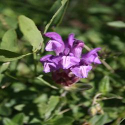 Grossblutige-Brunelle-Prunella-grandiflora