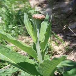 Grossblutige-Konigskerze-Verbascum-densiflorum