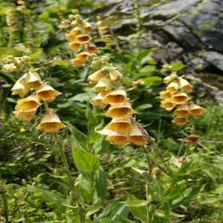 Grossblutiger-Fingerhut-Digitalis-grandiflora