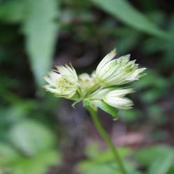 Grosse-Sterndolde-Astrantia-major