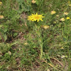 Grosser_Bocksbart_Tragopogon_dubius