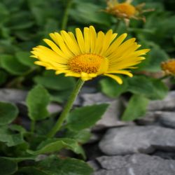 Grosskopfige-Gemswurz-Doronicum-grandiflorum