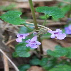 Gundermann-Glechoma-hederacea