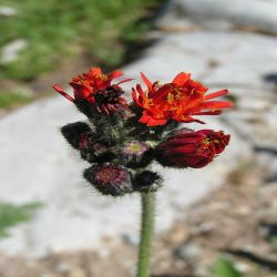 Habichtskraut-Orangerotes-Hieracium-aurantiacum