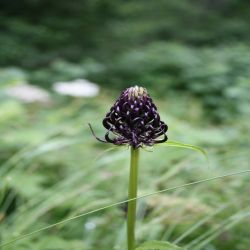 Hallers-Teufelskralle-Phyteuma-ovatum