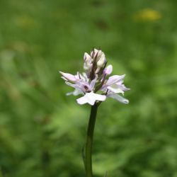 Helm-Knabenkraut-Orchis-morio