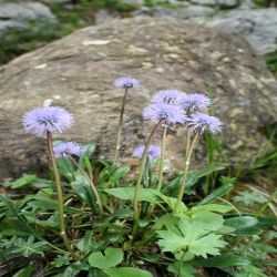 Herzblattrige-Kugelblume-Globularia-cordifolia