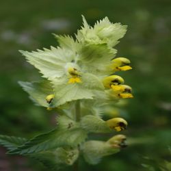 Klappertopf-Rhinanthus-alectorolophus