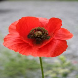 Klatsch-Mohn-Papaver-rhoeas