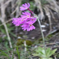 Klebrige-Primel-Blauer-Speik-Primula-glutinosa-Wulf