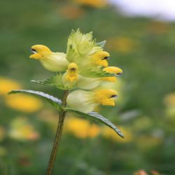 Kleiner-Klappertopf-Rhinantus-minor