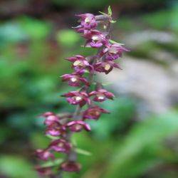 Knabenkraut-Orchis2