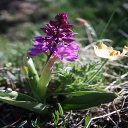 Knabenkraut-Orchis3