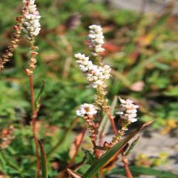 Knollchen-Knoterich-Polygonum-vivparum