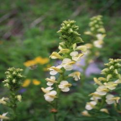 Knolliges-Lausekraut-Pedicularis-tuberosa