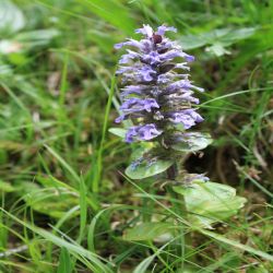 Kriechender-Grunsel-Ajuga-reptans