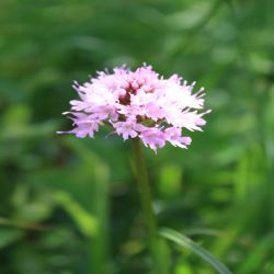 Kugelblutiges-knabenkraut-Traunsteinera-globosa