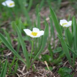 Kupfers-Hahnenfuss-Ranunculus-kuepferi