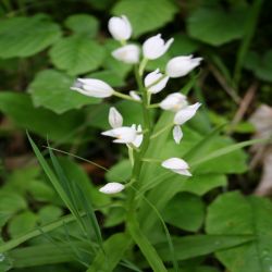 Langblattriges-Waldvogelein-Cephalanthera-Longifolia-Fritsch